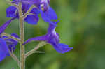 Alabama larkspur